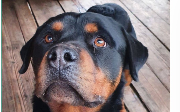 Zbiórka Czesław ocalony z pseudphodowli - zdjęcie główne