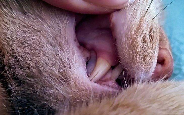 Zbliżenie na zęby kota w trakcie pielęgnacji.