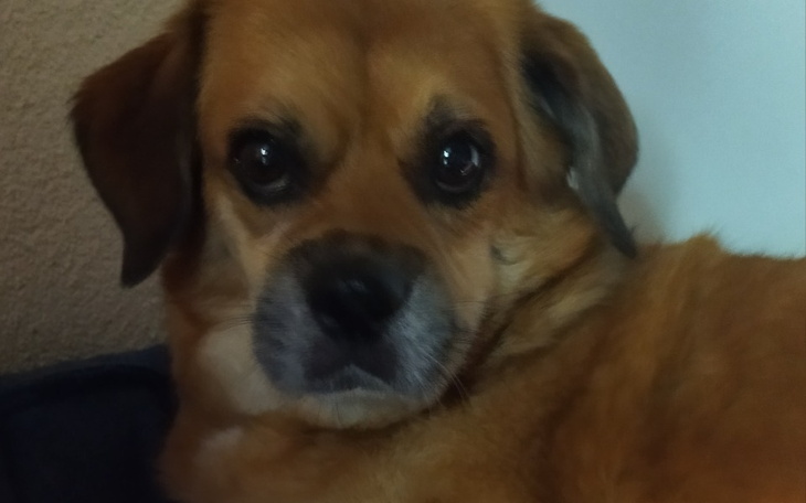 Zbiórka Na chemioterapię dla Daisy - zdjęcie główne