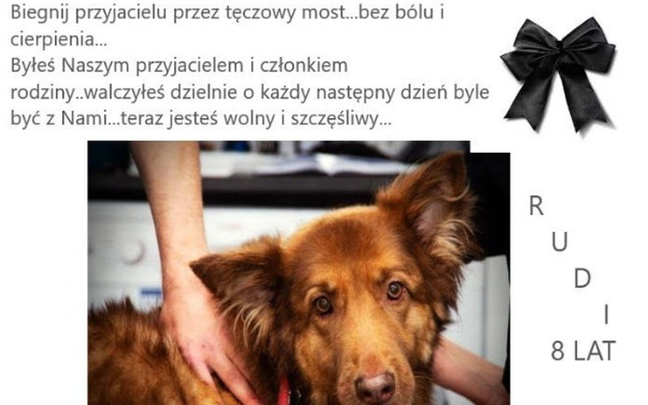 Zbiórka ❤️biegnij przez tęczowy most❤️ - zdjęcie główne