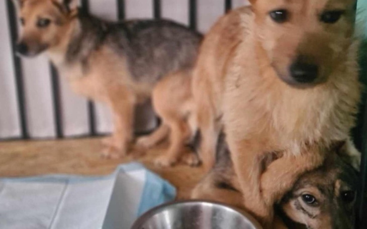 Dwa szczeniaki w klatce, wyglądają na przytulone.