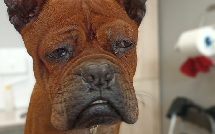 Zbiórka Rino- buldog z wadą genetyczną - zdjęcie główne