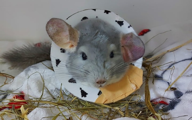 Zbiórka Ratujmy Bakłażana - zdjęcie główne