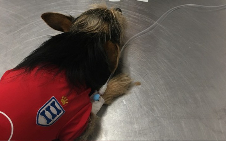 Zbiórka Operacja Towarzysza - zdjęcie główne