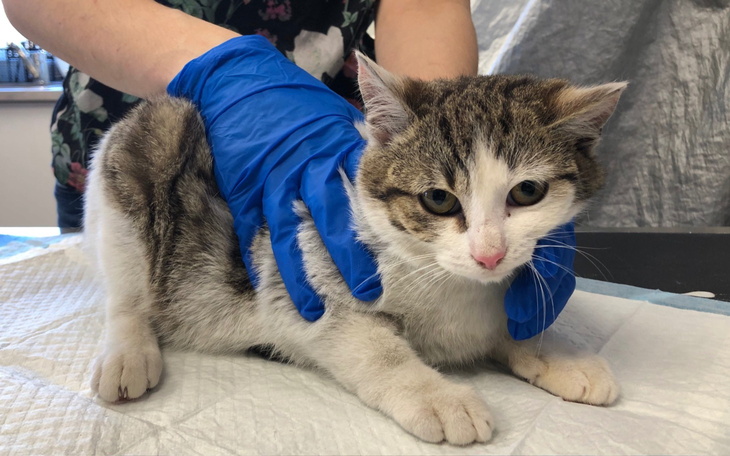 Kot w rękawiczkach weterynaryjnych, w trakcie badania.