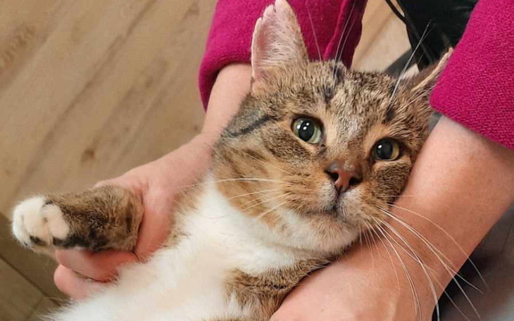 Kot w ramionach opiekuna, z wyrazem zadowolenia.