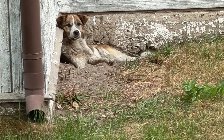Pies odpoczywający w cieniu, zrelaksowany w ogrodzie.