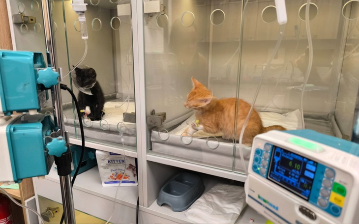 Zbiórka One mają zaledwie 11-tygodni - zdjęcie główne