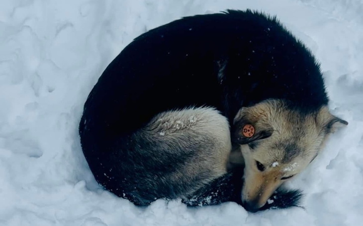 Pies zwinięty w kłębek na śniegu.