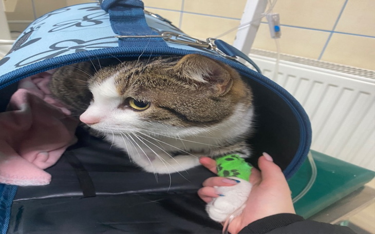 Zbiórka Bypas dla kićki - zdjęcie główne