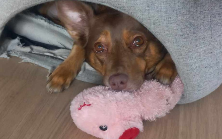 Zbiórka Leczenie nowotworu u psiaka - zdjęcie główne