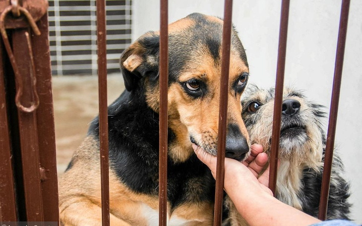 Zbiórka Pomoc zwierzaczkom - zdjęcie główne