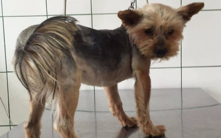 Zbiórka Felek - zaniedbany york - zdjęcie główne