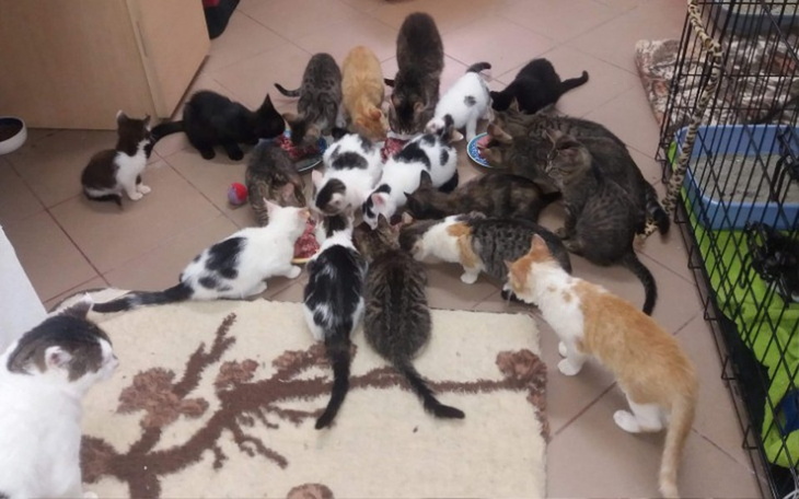 Zbiórka Ratujemy chore kociaki - zdjęcie główne