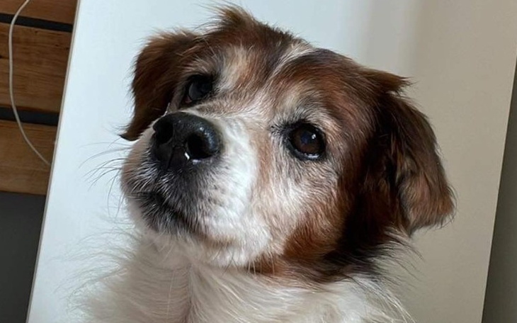 Pies z wyrazistym spojrzeniem, na białym tle.