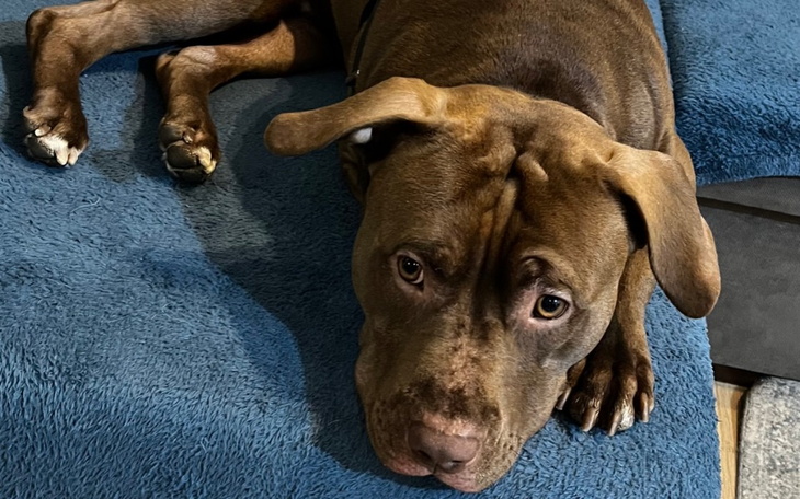 Zbiórka Pozwólmy biegać Santosowi - zdjęcie główne