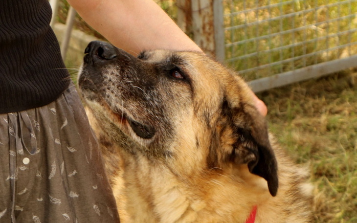 Pies w schronisku, przytulany przez osobę.