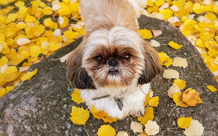 Zbiórka Sterylizacja psa - zdjęcie główne