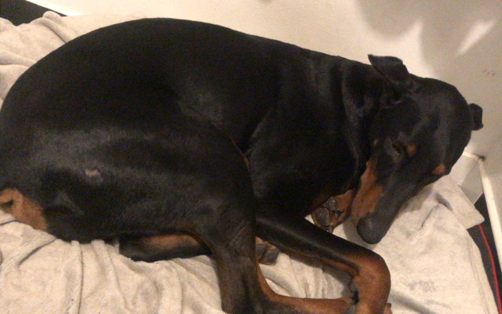 Zbiórka Piesek uratowany ze schroniska.. - zdjęcie główne