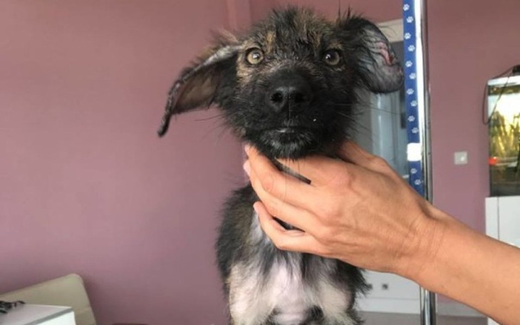 Zbiórka Leczenie chorych zwierząt - zdjęcie główne