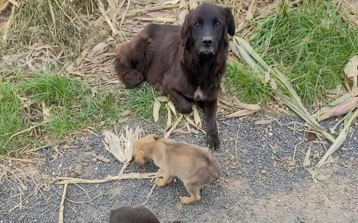 Zbiórka Psia mama w kukurydzy - zdjęcie główne
