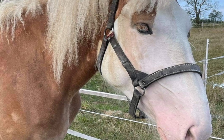 Zbiórka Ratujmy Sali - zdjęcie główne