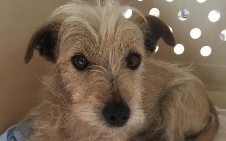 Zbiórka Ratujemy małą sunię Nidę - zdjęcie główne