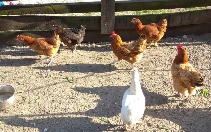 Zbiórka Nowy dom na kur . - zdjęcie główne