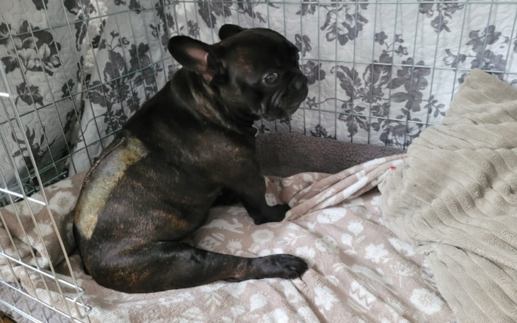 Zbiórka Wsparcie dla Rambo - zdjęcie główne