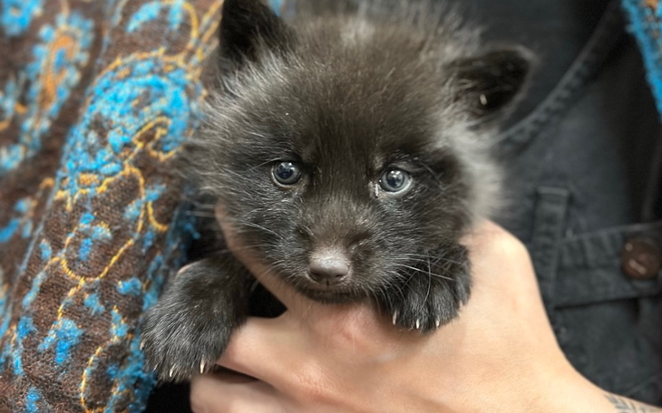 Zbiórka Liski - zdjęcie główne