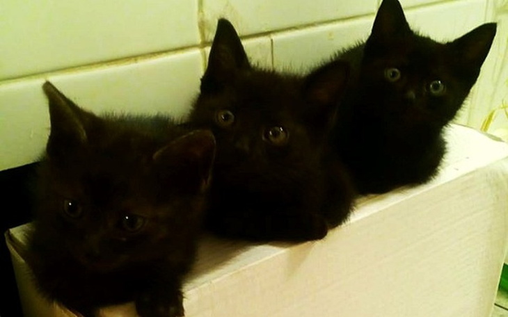 Zbiórka Czarne maluchy spod mostu - zdjęcie główne