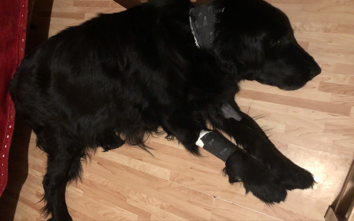 Zbiórka Na leczenie mojego psaa - zdjęcie główne