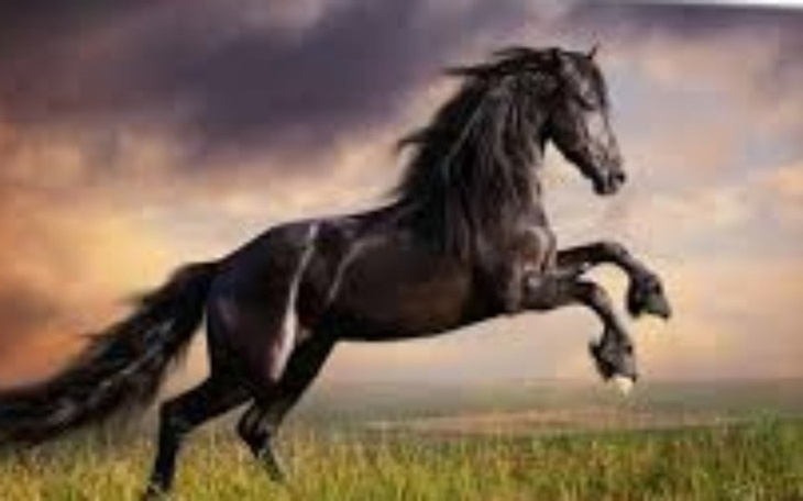 Zbiórka karma dla zwierząt w Centaurusie - zdjęcie główne