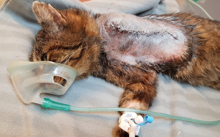 Zbiórka Pieskie ŻYCIE kota - zdjęcie główne