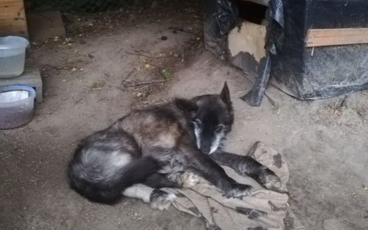 Zbiórka pomoz mi godnie dozyc do smierci - zdjęcie główne