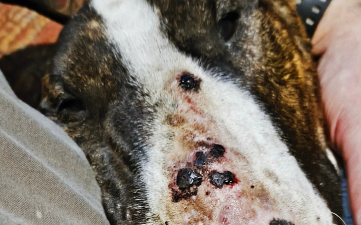 Pies z raną na pyszczku, leżący na kolanach właściciela.