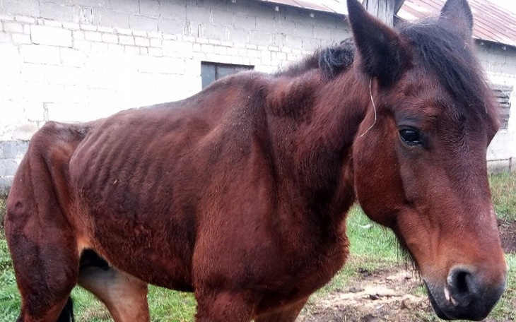Wychudzony koń, potrzebuje wsparcia i opieki.