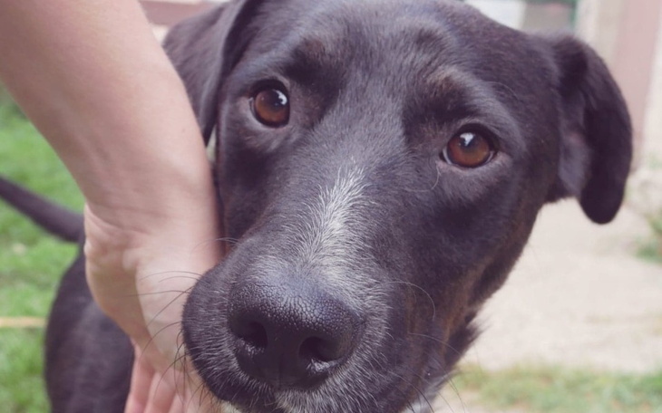 Zbiórka Operacja łapki Bruna - zdjęcie główne