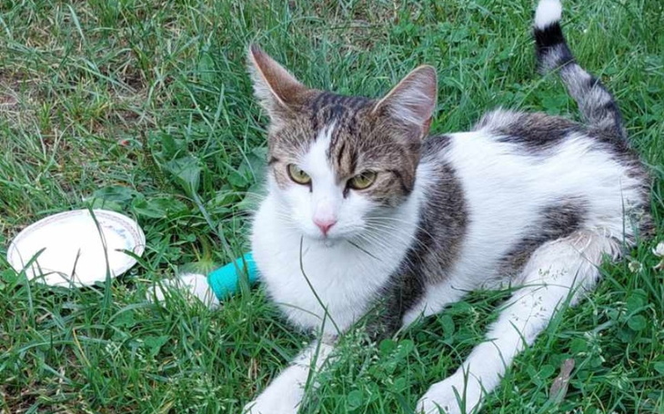 Zbiórka Ratujemy naszą Łatkę. - zdjęcie główne