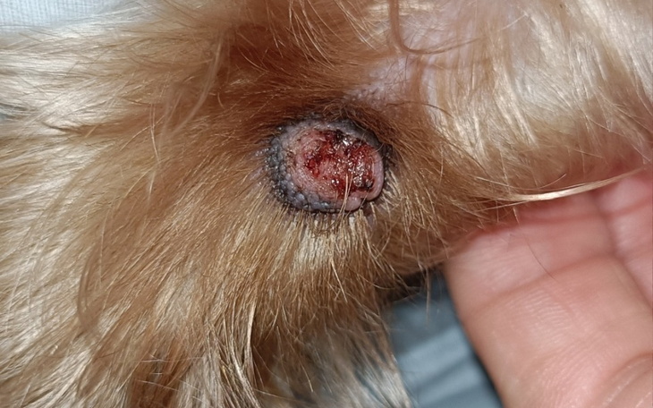 Zraniona łapa psa z widoczną raną i sierścią.