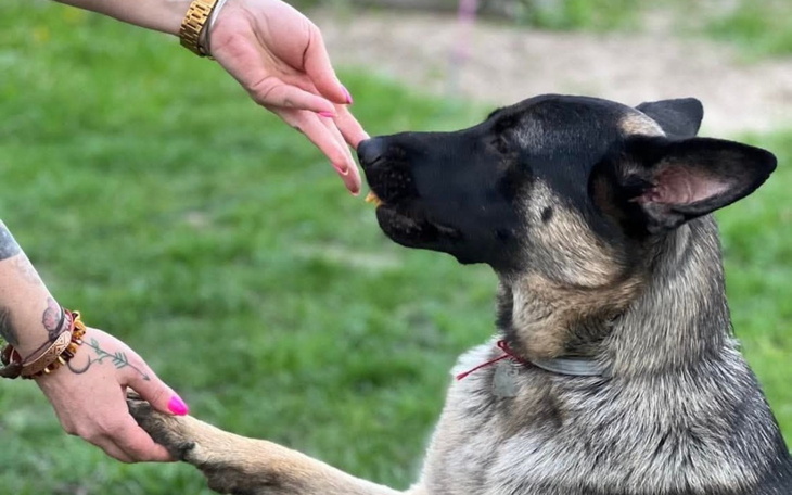 Pies wpatrujący się w rękę, czekający na smakołyk.