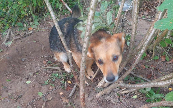 Pies w lesie, schowany między gałęziami.