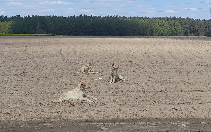 Zbiórka Opłata za wyłapanie suń z Korosz - zdjęcie główne