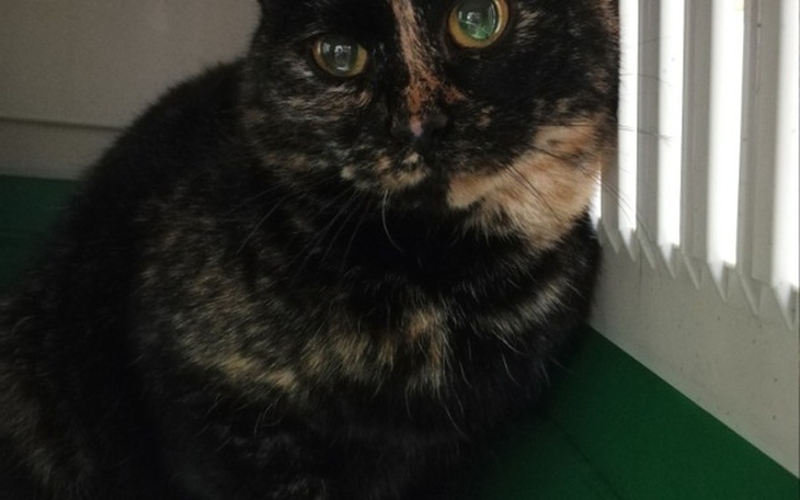 Zbiórka Pilne! Pomoc w leczeniu kotki! - zdjęcie główne