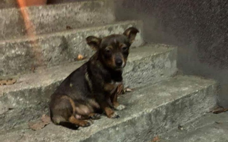 Zbiórka Neli woła o pomoc - zdjęcie główne