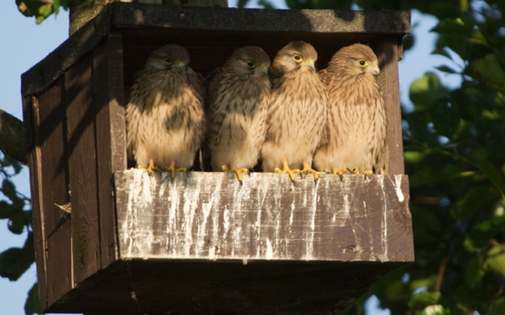 Zbiórka Pomóż dzikim sokołom - zdjęcie główne