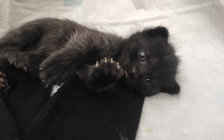 Zbiórka Trzytygodniowe maluszki - zdjęcie główne