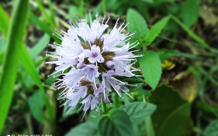 Zbiórka Dla Anielci - zdjęcie główne