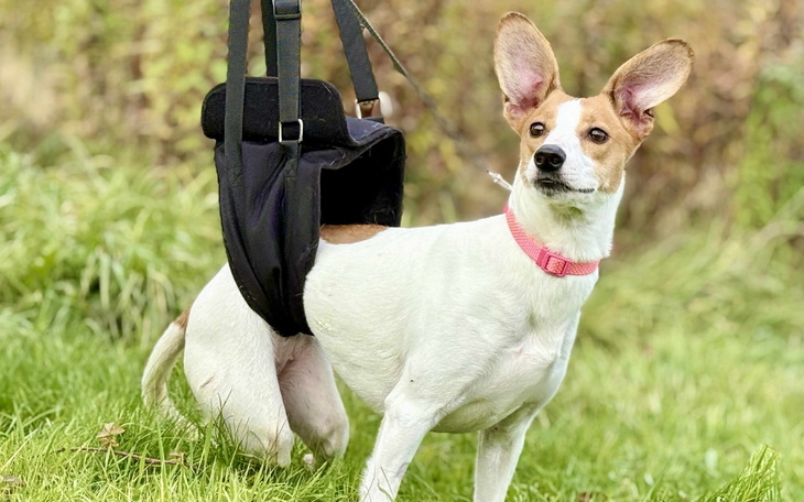 Pies w uprzęży, stojący na trawie z uszami uniesionymi.