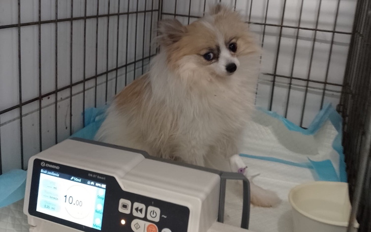 Pies w klatce, podłączony do aparatury medycznej.